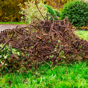 Pile of sticks and brush in a yard