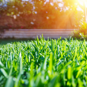 Close up shot of trimmed grass